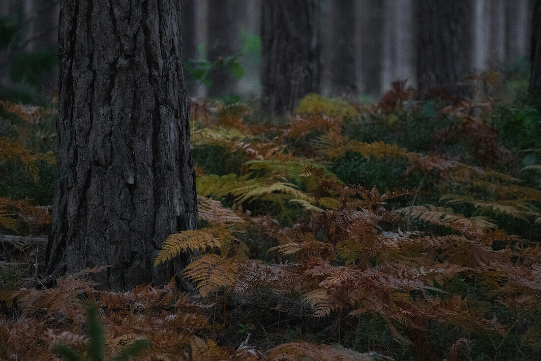 Herbstliches Farn im Wald zwischen mehreren Bäumen. Kein Himmel. Byxelkrok, Öland, Schweden.