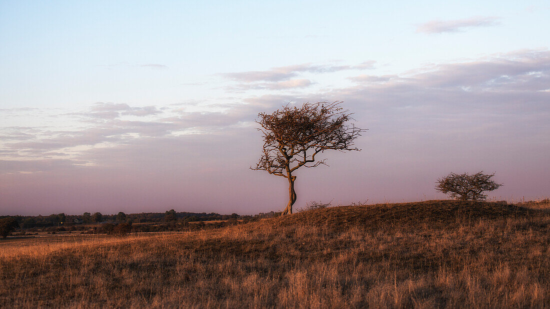 Einzelner kleiner Baum auf Wiese. Sonnenuntergang, goldenes Licht. Scheint als würde Baum gehen. Ottenby Gräberfeld, Dergerhamn, Öland, Schweden.