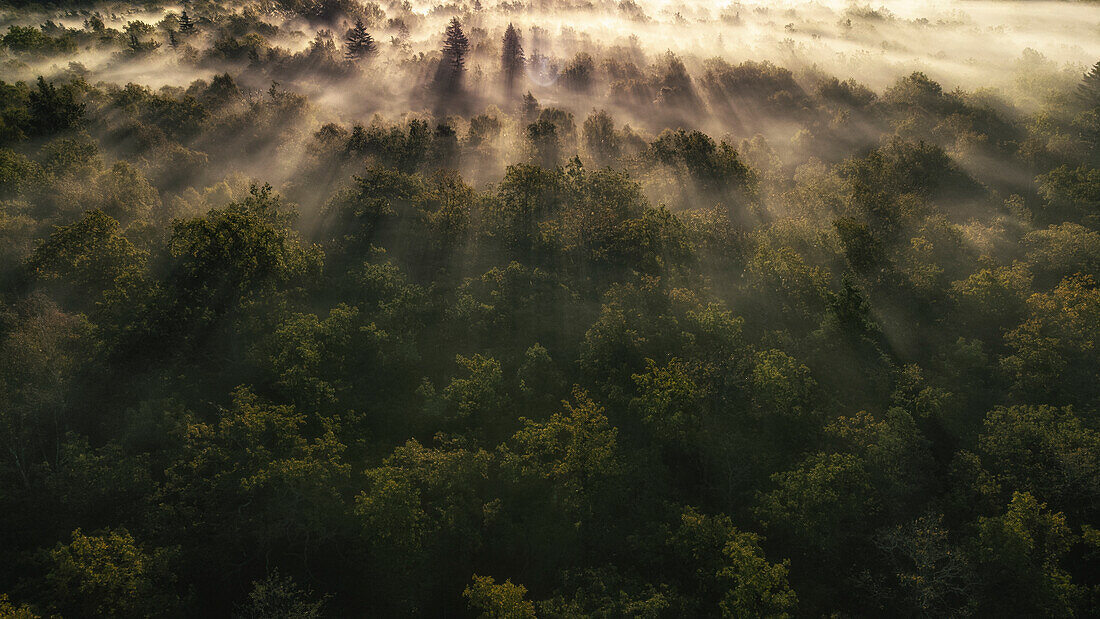 Wald aus Vogelperspektive im Nebel. Sonnenstahlen scheinen durch den Nebel. Abbantorp, Öland, Schweden.