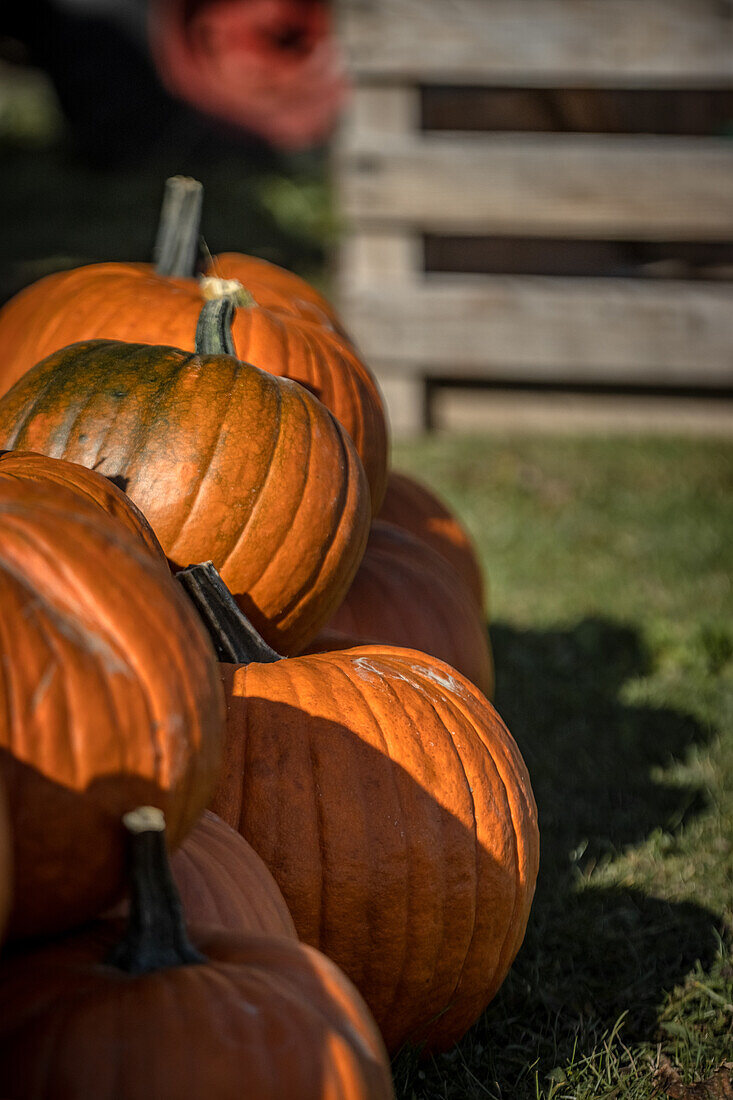 A pile of pumpkins in the grass