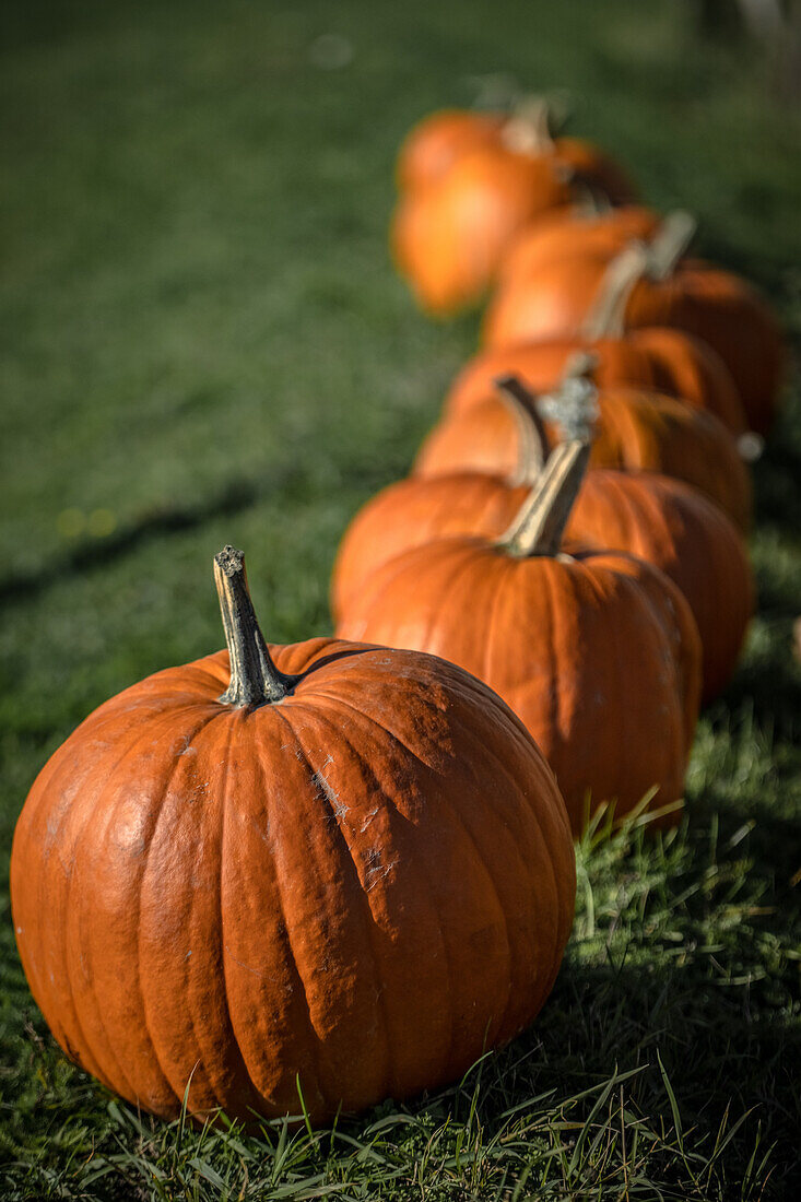 Pumpkins in a row in the grass