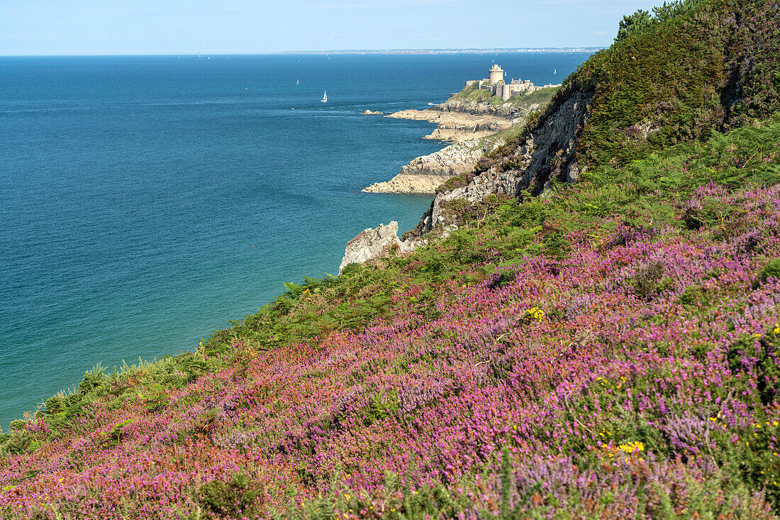 Flowering moorland at Cap Frehel and the castle of Fort La Latte, Plévenon, Brittany, France