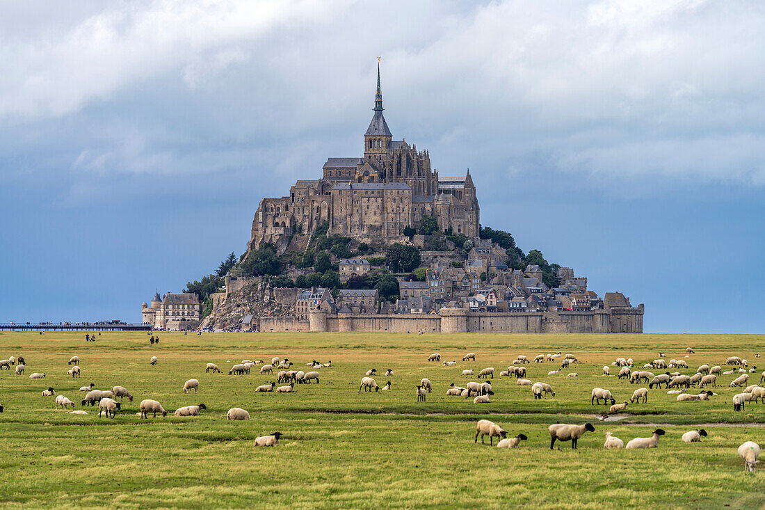 Schafe vor dem Klosterberg Mont Saint-Michel, Le Mont-Saint-Michel, Normandie, Frankreich  
