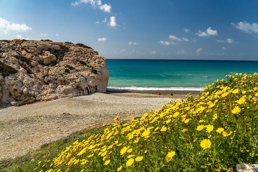 Frühlingsblumen am Strand von Petra tou Romiou, dem Felsen der Aphrodite in Kouklia bei Paphos, Zypern, Europa