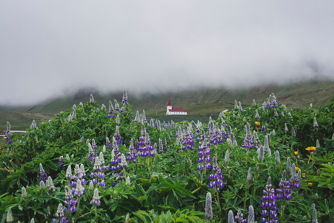 Blumen vor der Kirche in Vik, Island
