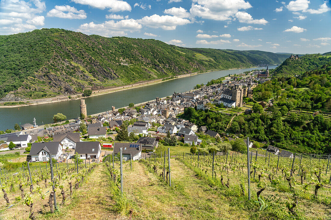 View of Oberwesel with vineyard, the ox tower, Church of St. Martin, Church of Our Lady and the Rhine, World Heritage Upper Middle Rhine Valley, Oberwesel, Rhineland-Palatinate, Germany