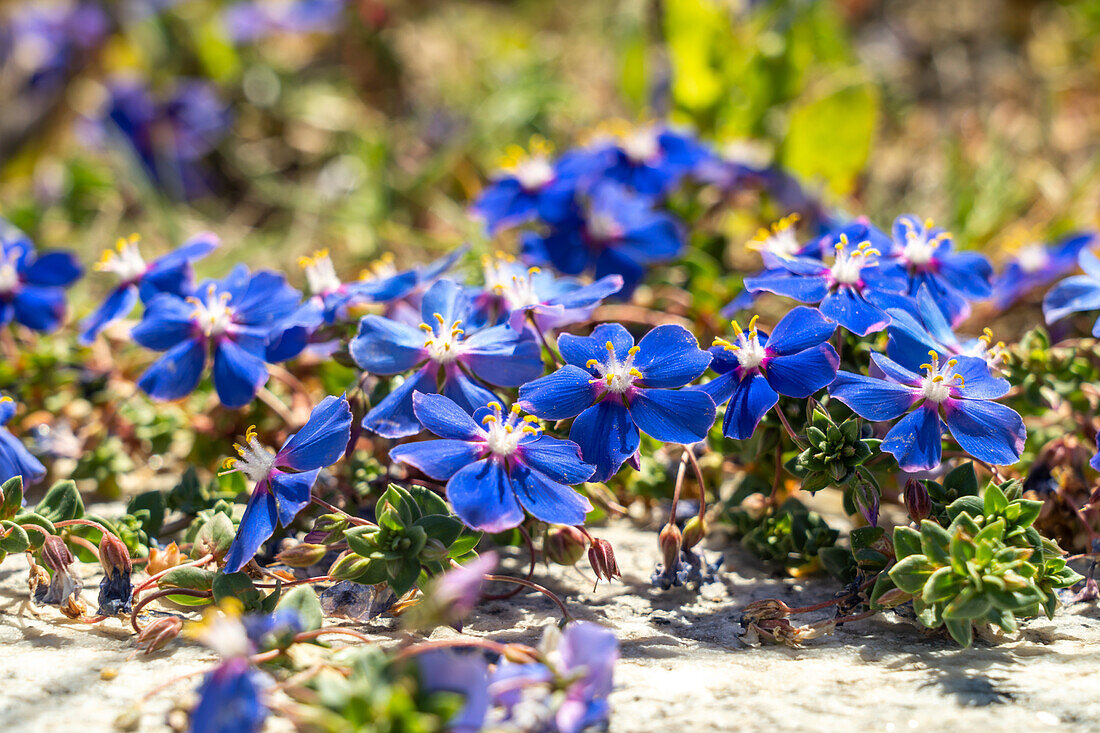 Blaue Blüten des Leinblättriger Gauchheil, Lysimachia monelli  