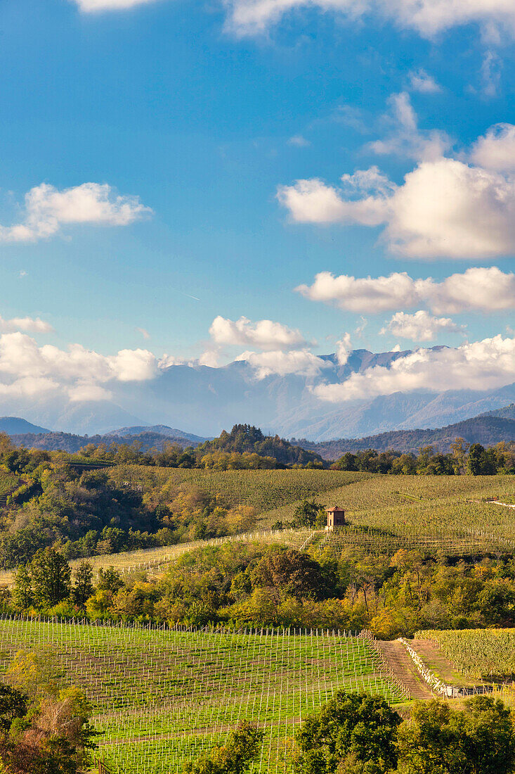 Die Hügel und Weinberge rund um Gattinara an einem Herbstnachmittag. Gattinara, Bezirk Vercelli, Piemont, Italien