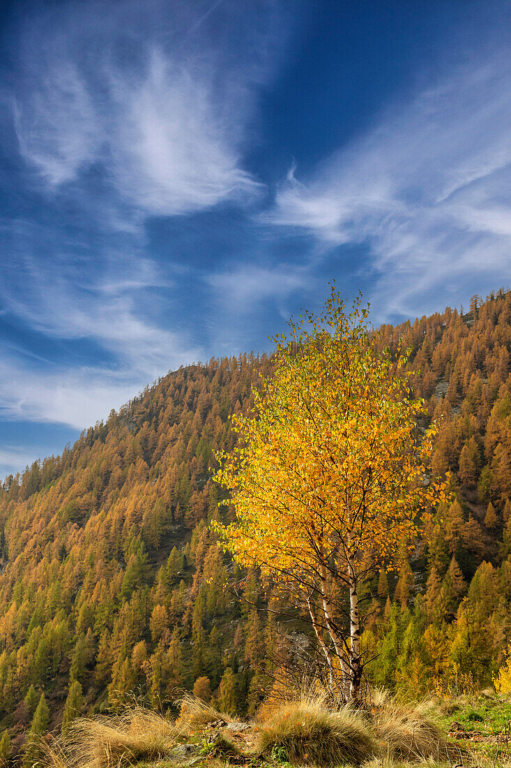 Coniferous forest. Lys Valley, Aosta Valley, Italy