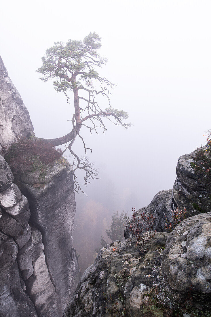 Wetterkiefer an der Bastei, Elbsandstein, Sächsische Schweiz, Elbe, Dresden, Sachsen