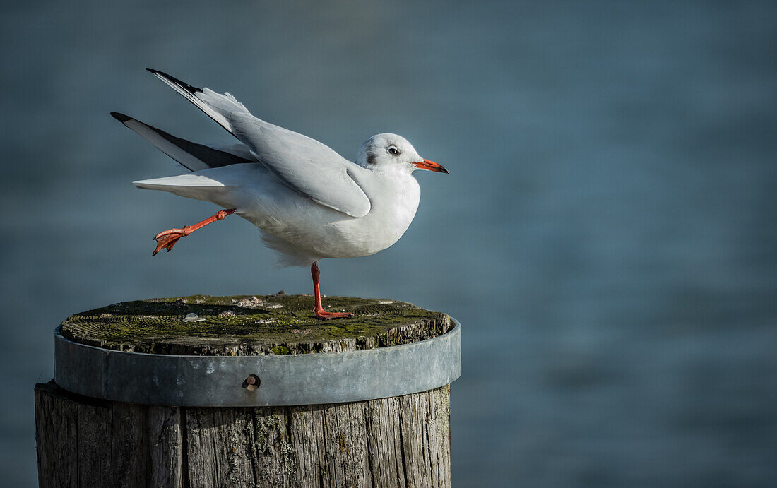 Seagull does yoga on a pole