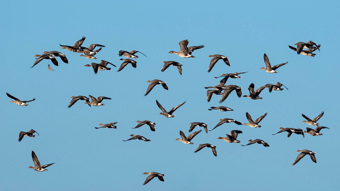 Geese in flight, Wesenberg, Mecklenburg-West Pomerania, Germany