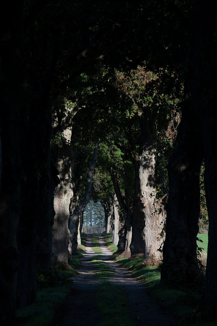 Old tree avenue, Lindenallee, Drosedow, Wustrow, Mecklenburg-West Pomerania, Germany