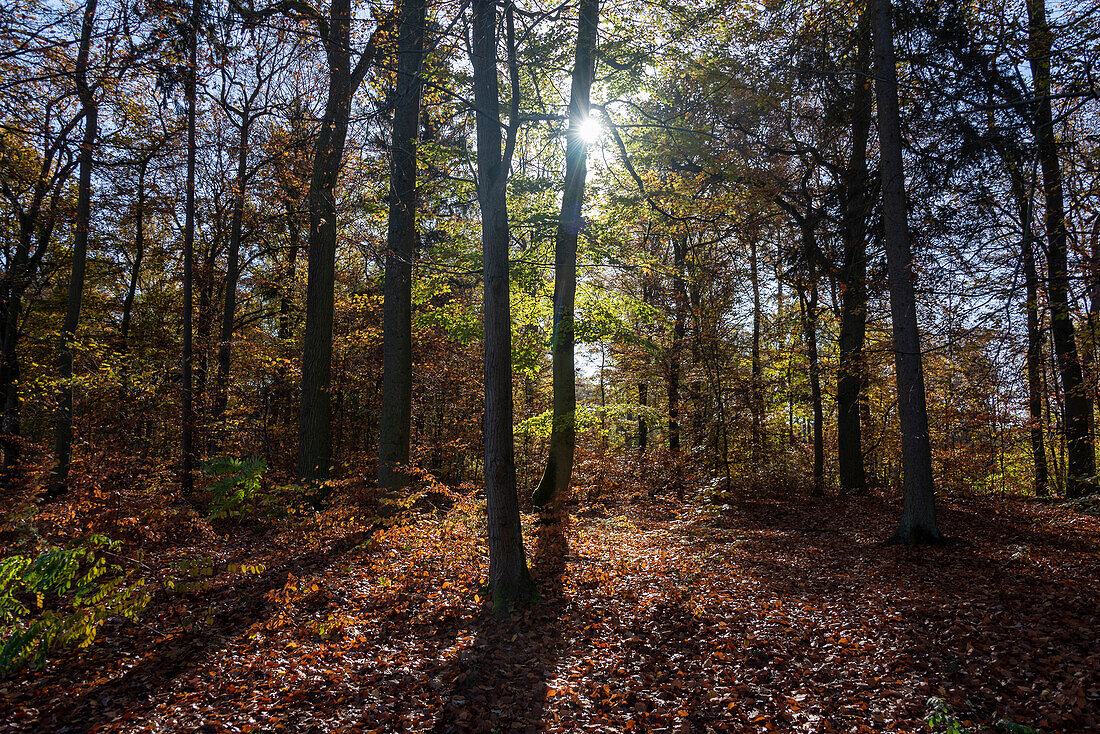 Sonnenlicht dringt durch Herbstwald, Rheinsberg, Brandenburg, Deutschland
