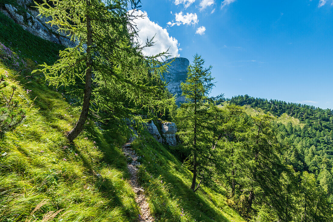 Hiking trail with larch trees on Schafberg, Salzkammergut, Austria