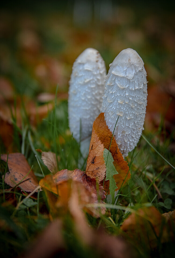 Mushrooms in autumn leaves