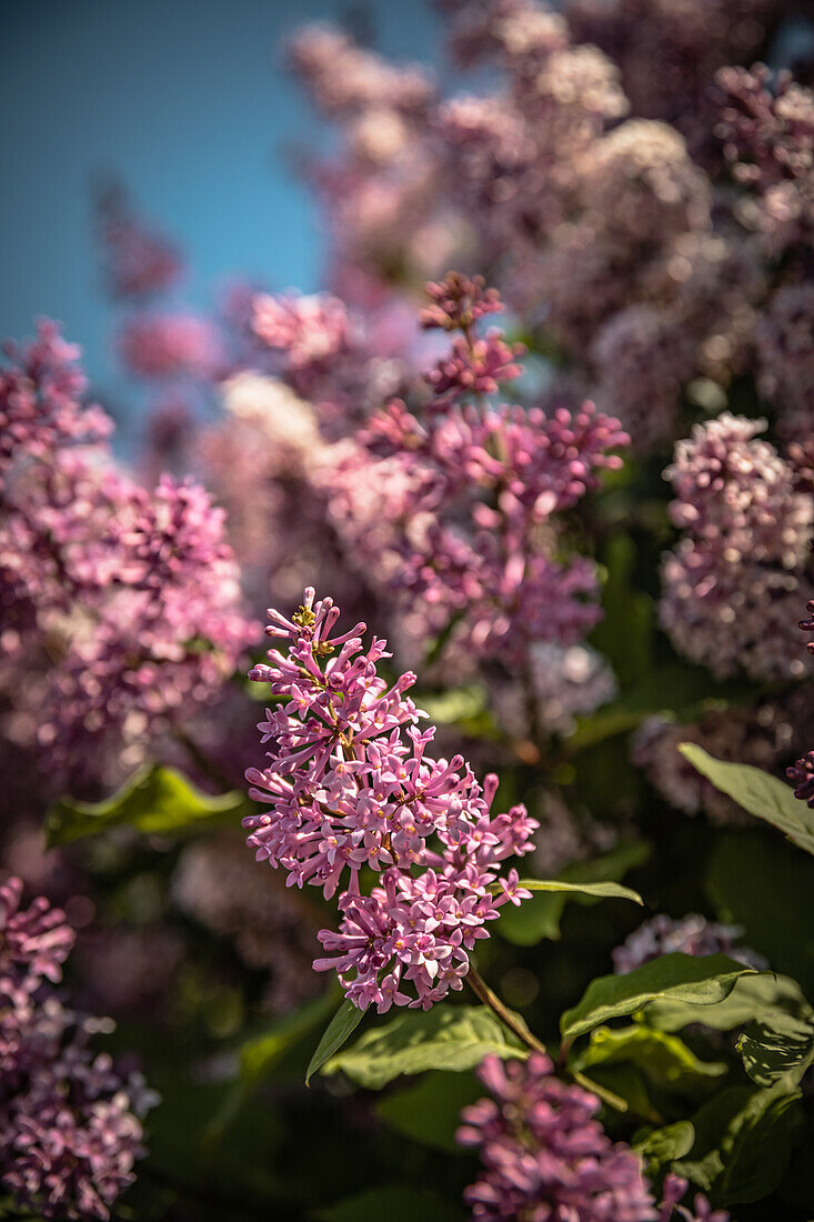 Blooming lilacs in spring