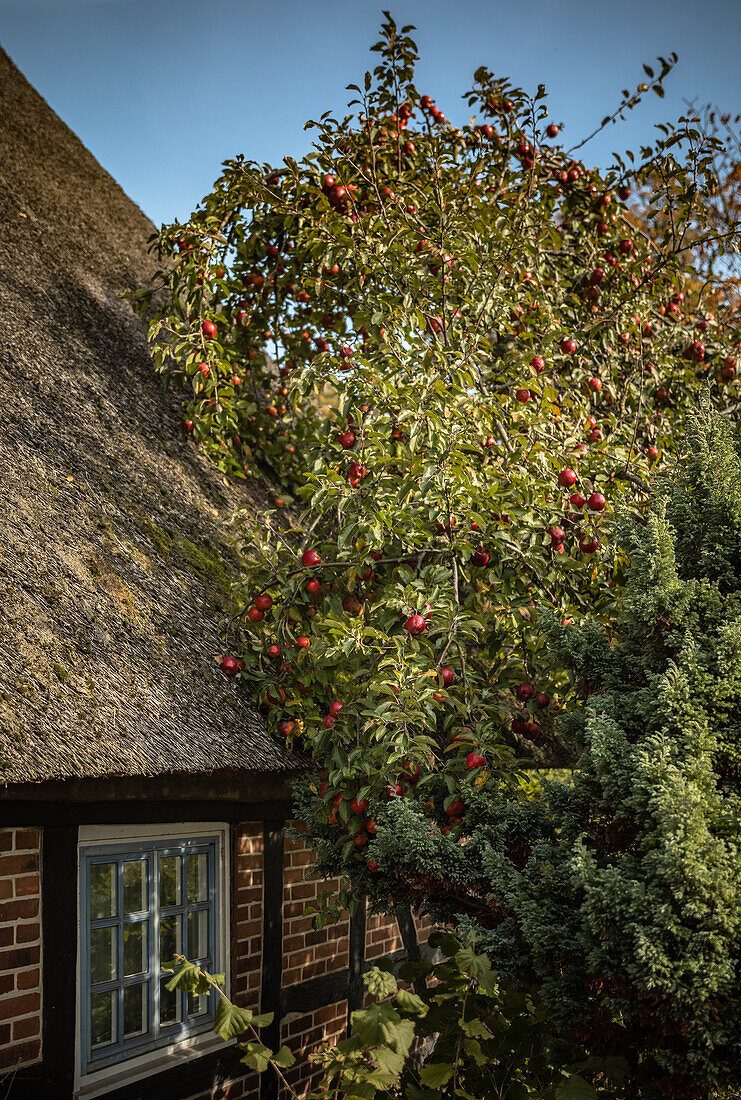 Apfelbaum mit roten Äpfel am Reetdachhaus in Eckernförde, Schleswig-Holstein, Deutschland