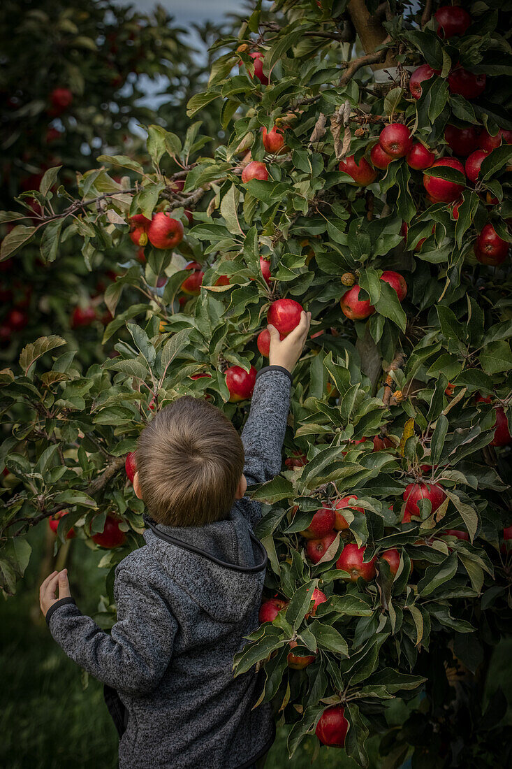 Little boy picks a red apple from the apple tree in Altes Land