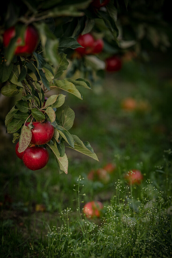 Red apples on an apple tree in Altes Land