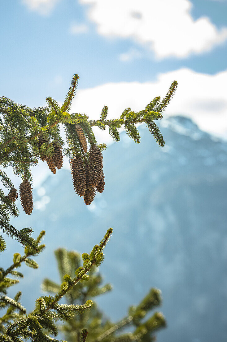 Pine cones on a fir tree in the mountains of the Alps