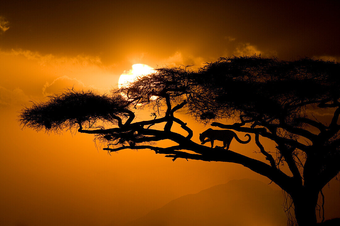 Kenia, Samburu-Nationalreservat. Leopardensilhouette im Akazienbaum.