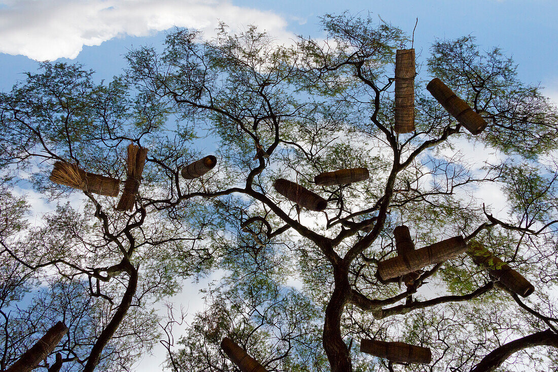 Beehives on acacia tree, Arba Minch, Southern Nations, Nationalities, and Peoples' Region, Ethiopia
