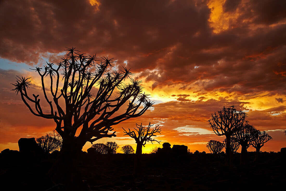 Kokerboom oder Köcherbäume (Aloe Dichotomum) bei Sonnenuntergang, Mesosaurus Fossil Camp, in der Nähe von Keetmanshoop, Namibia, Afrika