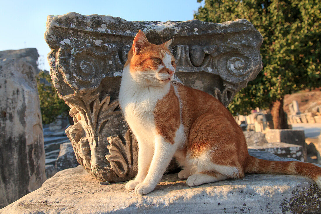 Türkei, Provinz Izmir, Selcuk, antike Stadt Ephesus, antikes Weltzentrum für Reisen und Handel an der Ägäis an der Mündung des Flusses Cayster. Katze.