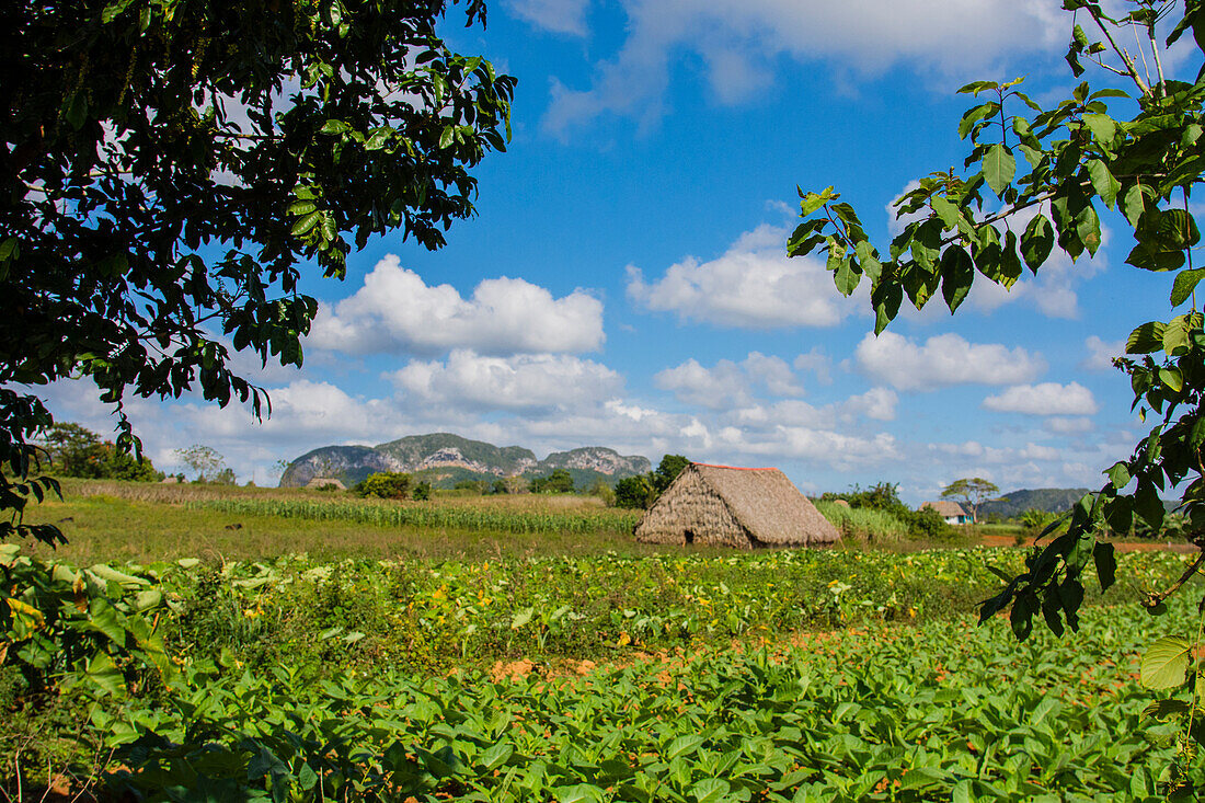 Kuba. Pinar del Río. Vinales. Scheune, umgeben von Tabakfeldern.