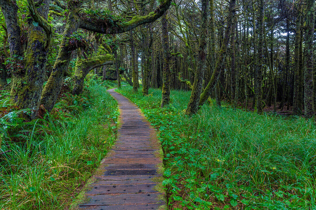 Promenade auf dem Wild Pacific Trail im Pacific Rim National Park Reserve in der Nähe von Tofino, British Columbia, Kanada