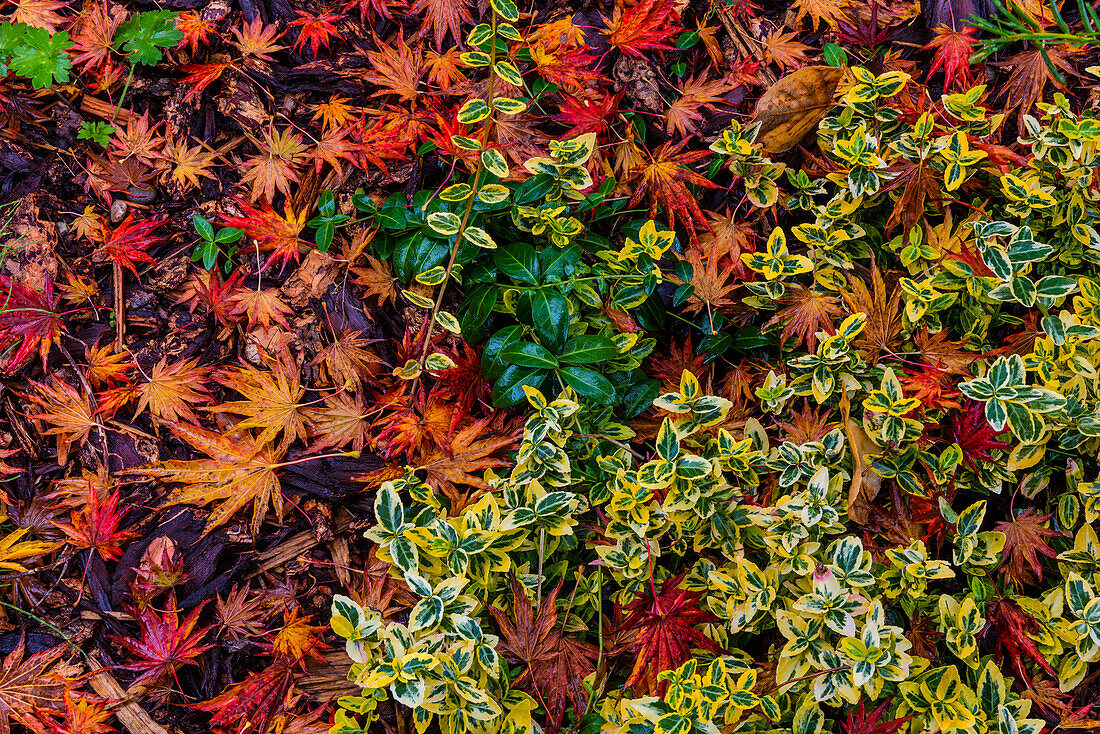 Japanese maple leaves on ground in Nelson, British Columbia, Canada