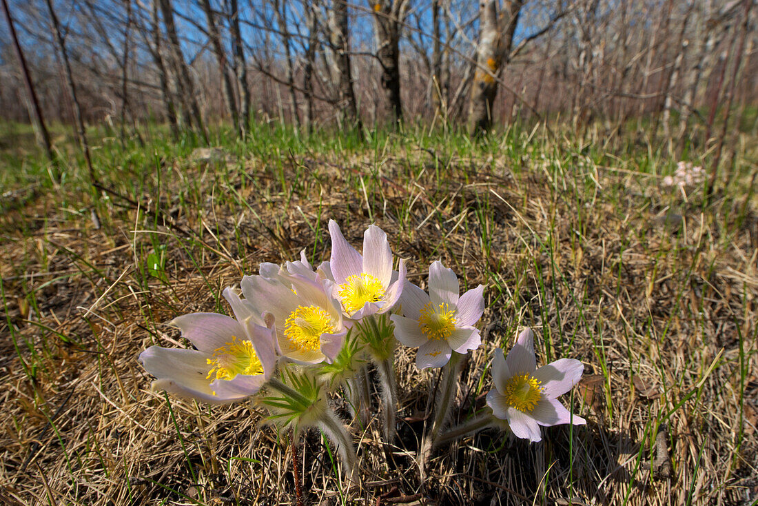 Canada, Manitoba, Prairie crocus in spring