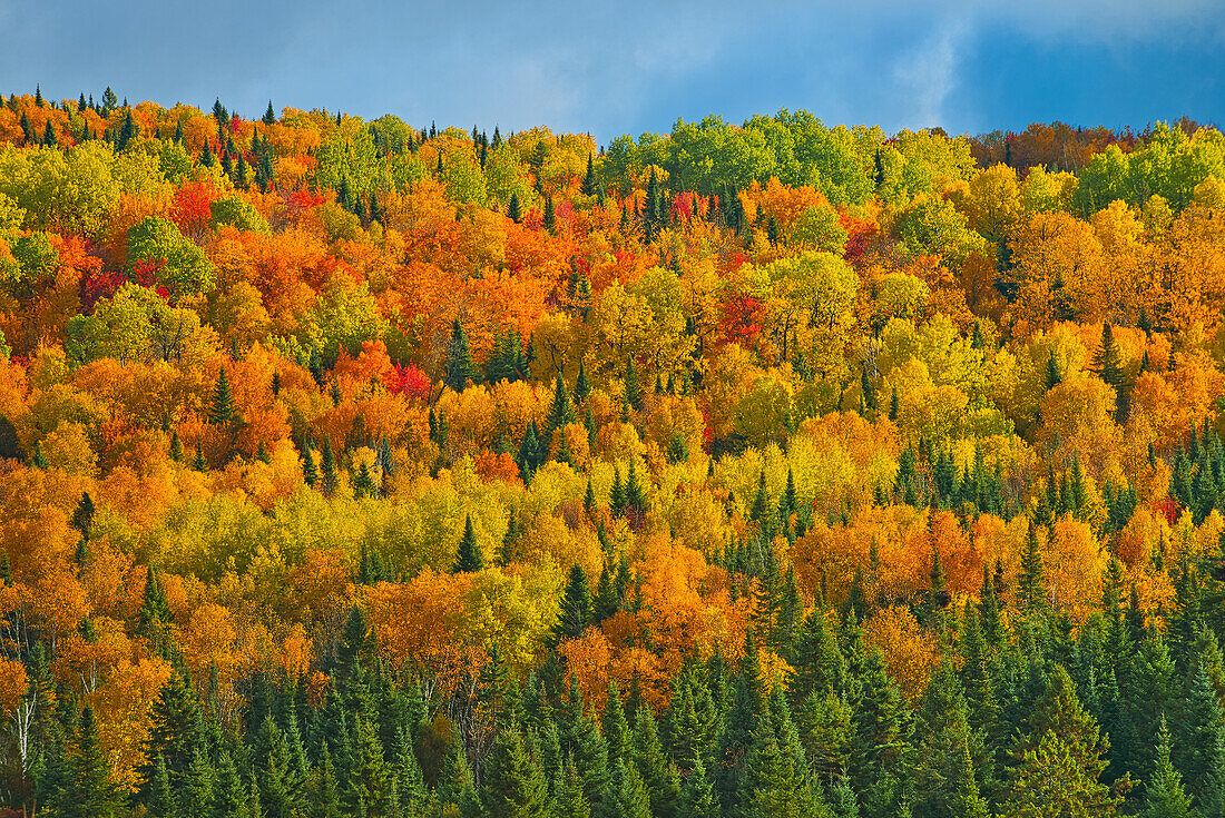 Kanada, New Brunswick, Saint-Joseph. Wald im Herbstlaub