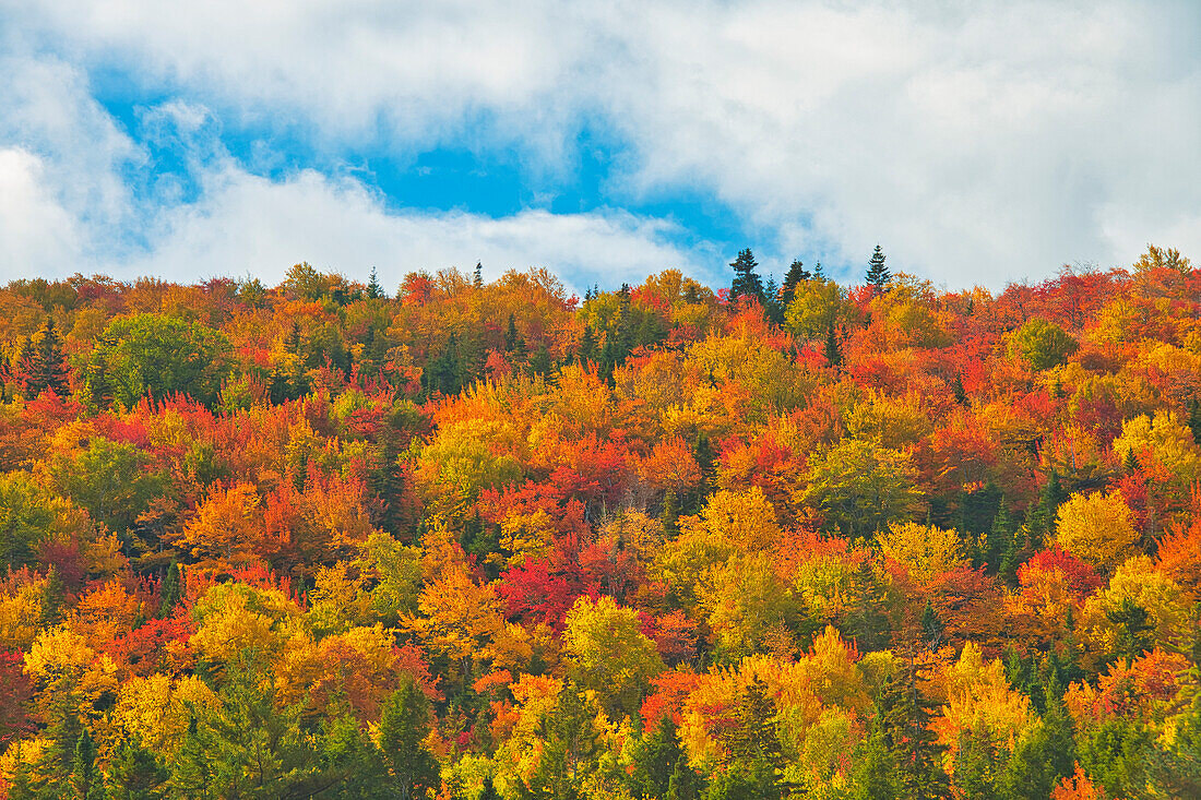 Canada, Nova Scotia, Indian Brook. Forest in autumn foliage