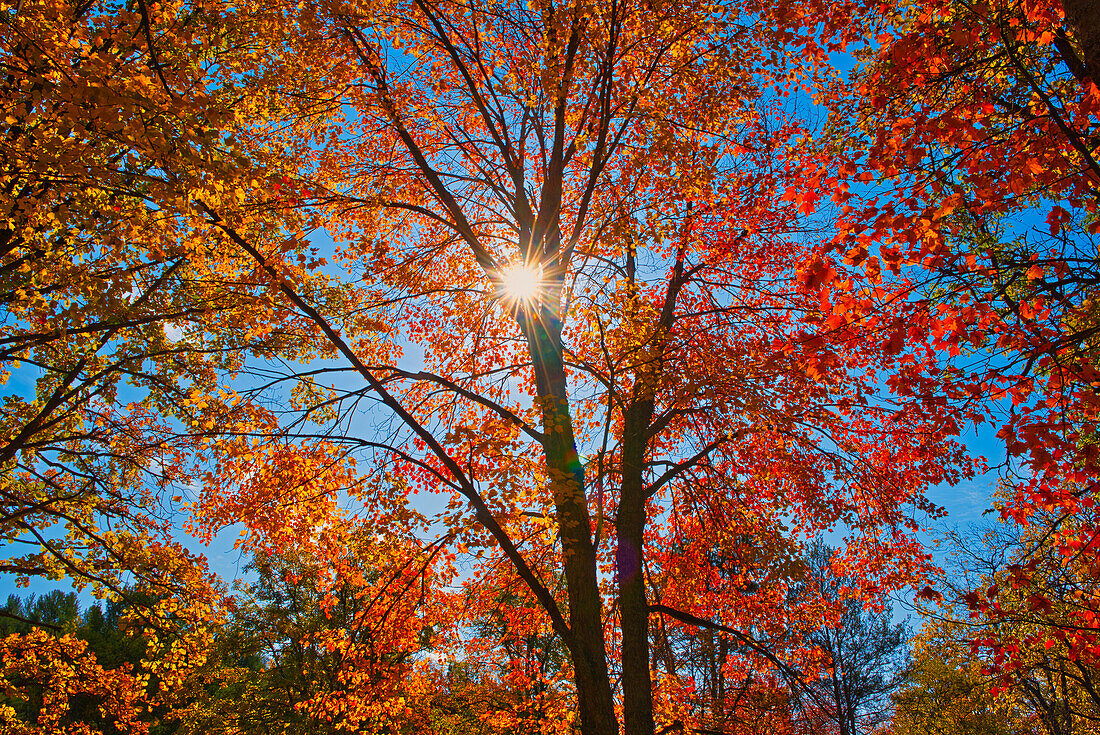 Canada, Ontario, Chutes Provincial Park. Sunburst on autumn tree foliage.