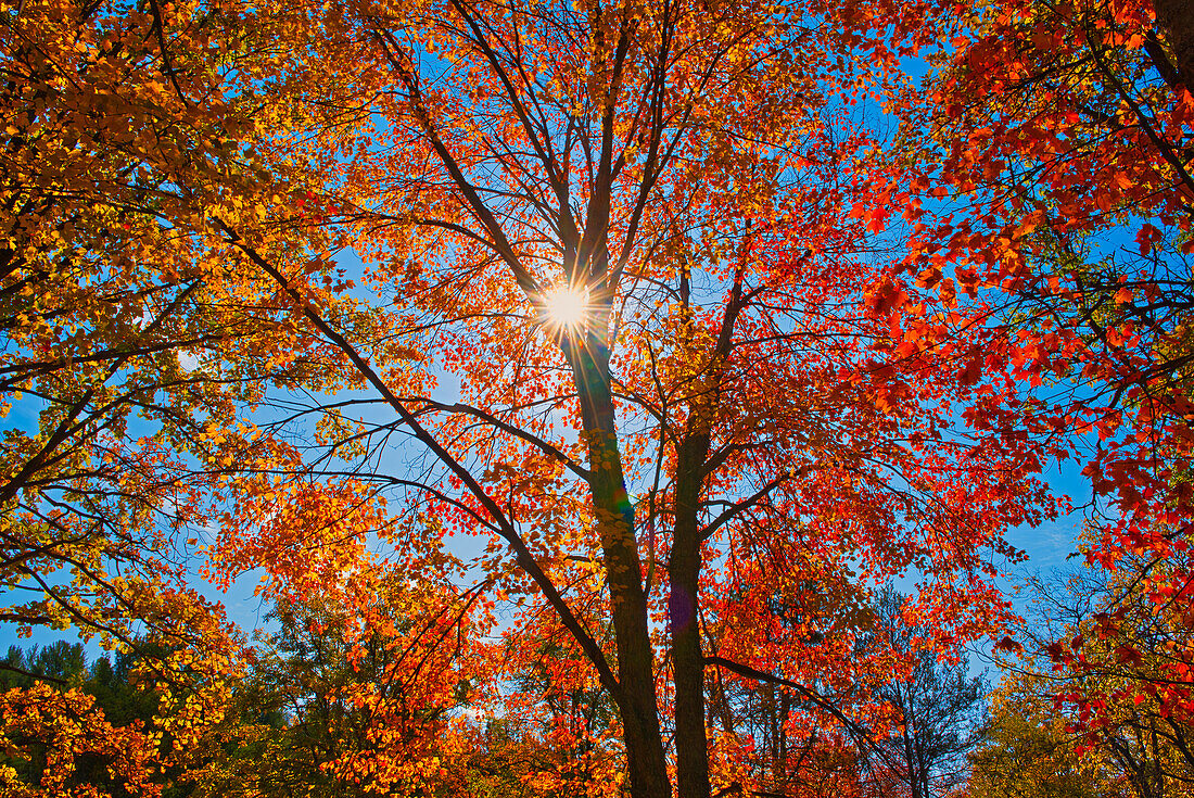 Kanada, Ontario, Chutes Provincial Park. Sunburst auf Herbstbaumlaub.