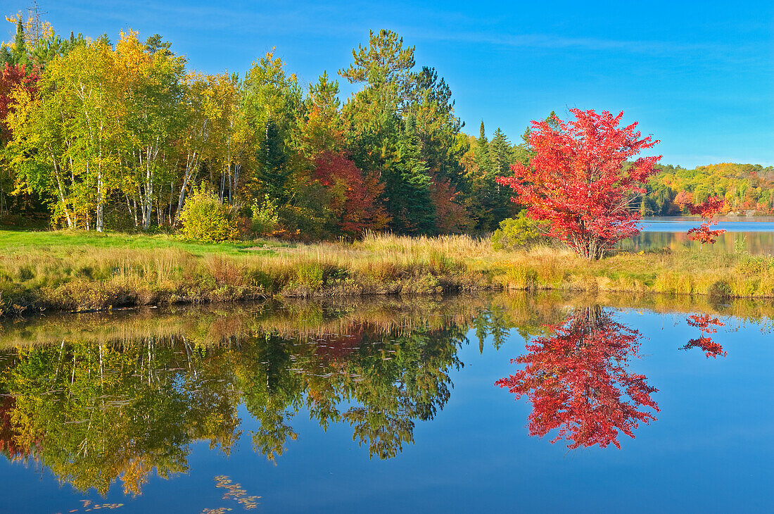 Kanada, Ontario, Worthington. Roter Ahornbaum, der sich in St. Poithier Lake widerspiegelt