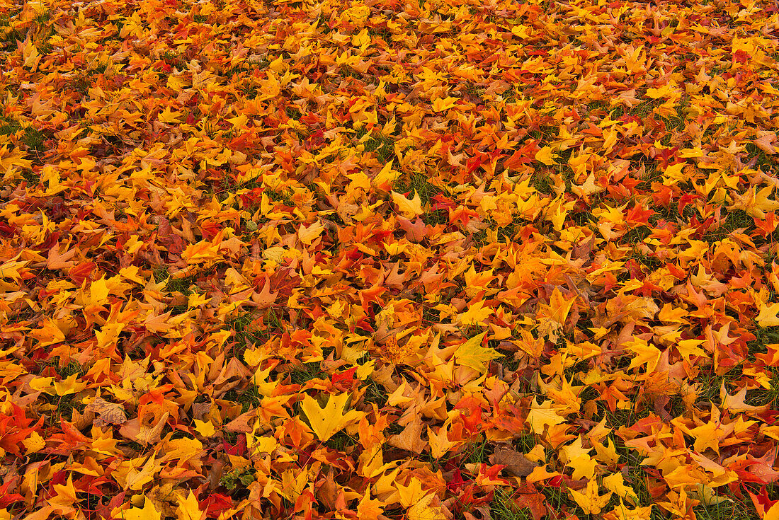 Kanada, Quebec, Ste. Famille auf der Ile d'Orleans. Gefallene Zuckerahornblätter im Herbst.