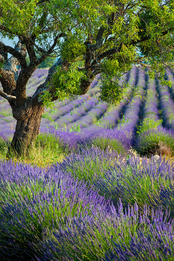 Einsamer Baum im lila Lavendelfeld entlang der Hochebene von Valensole, Provence, Frankreich