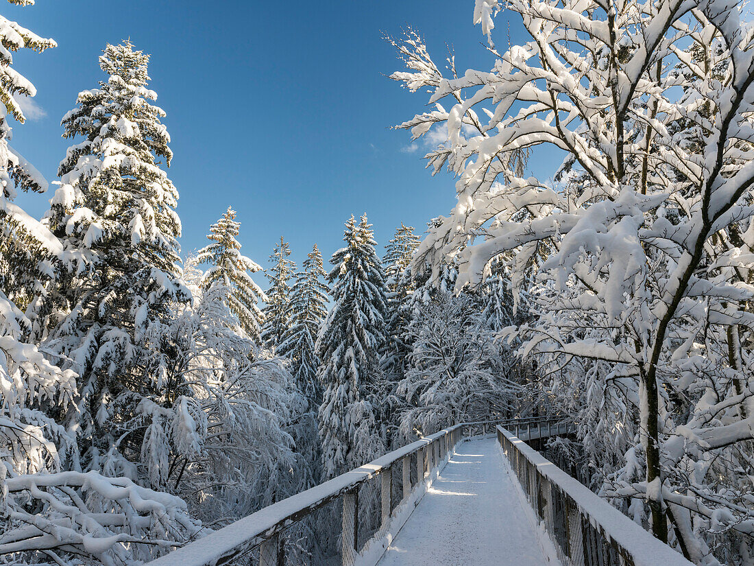 Der Canopy Walkway (Baumwipfelpfad) des Besucherzentrums des Nationalparks Bayerischer Wald (Bayerischer Wald) in Neuschönau im tiefen Winter. Bayern, Deutschland ()
