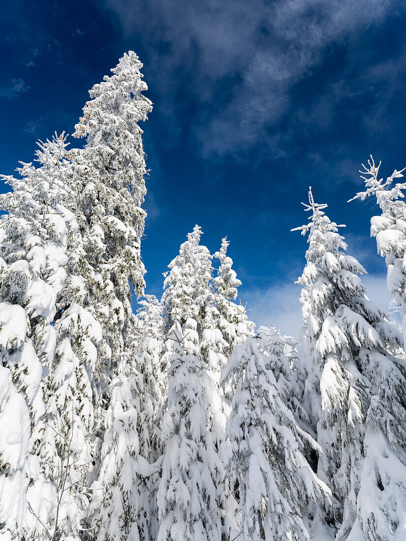 Verschneiter Wald im Nationalpark Bayerischer Wald (Bayerischer Wald) im tiefen Winter. Bayern, Deutschland ()