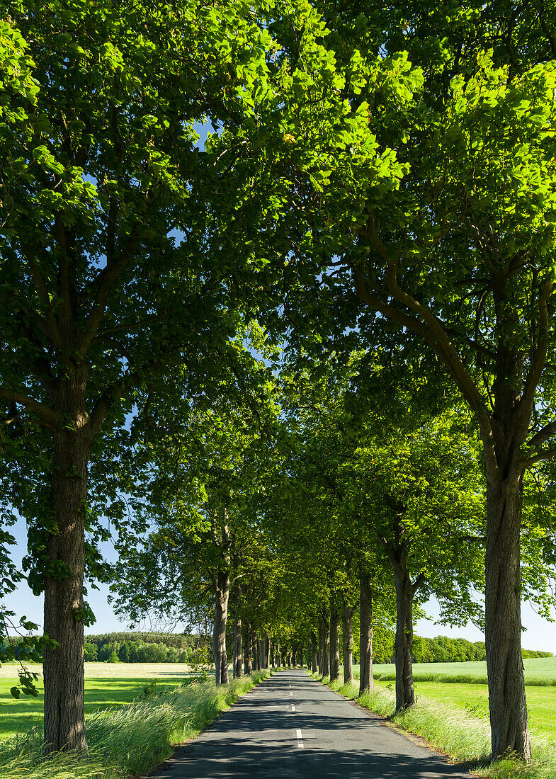 Alley On The Island Of Usedom. Germany, Mecklenburg-Western Pomerania