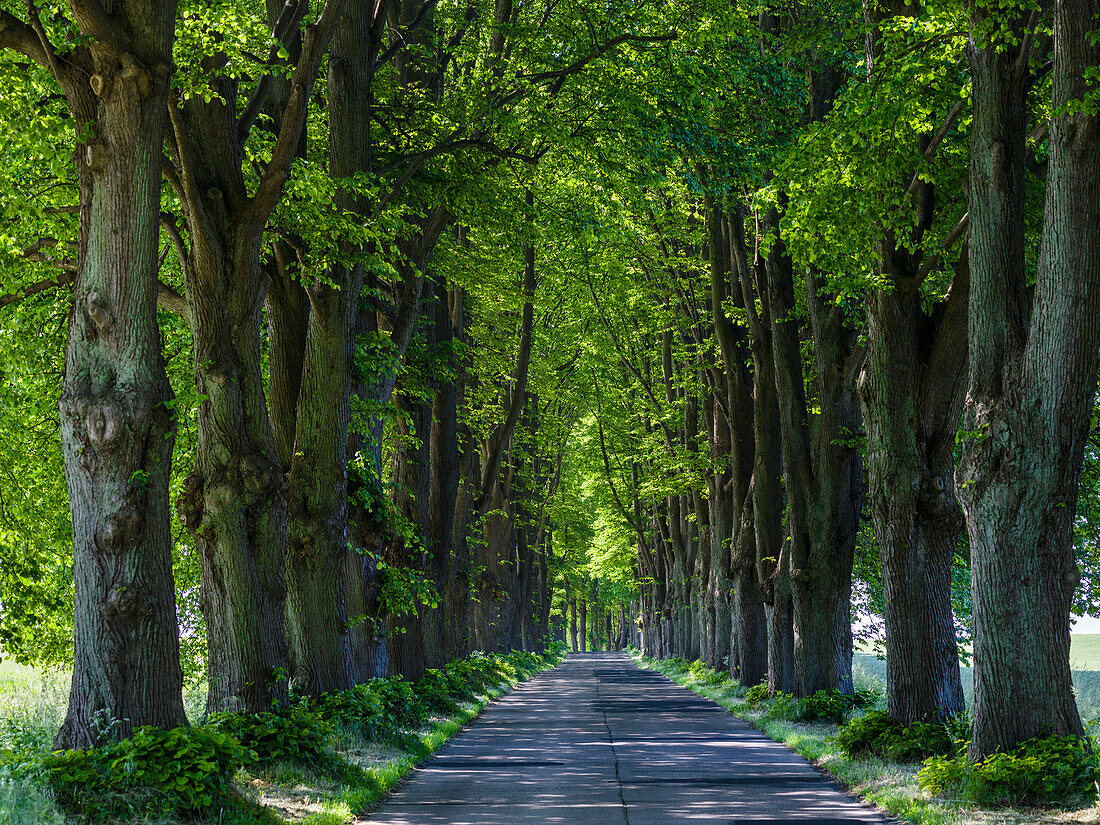 Alley On The Island Of Usedom. Germany, Mecklenburg-Western Pomerania