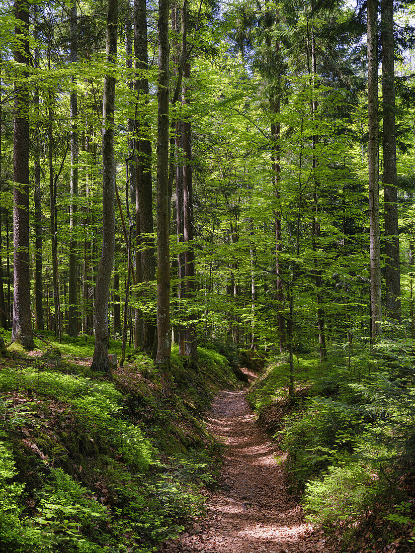 Hiking trail in primeval forest in the Bavarian Forest National Park near Sankt Oswald. Germany, Bavaria.