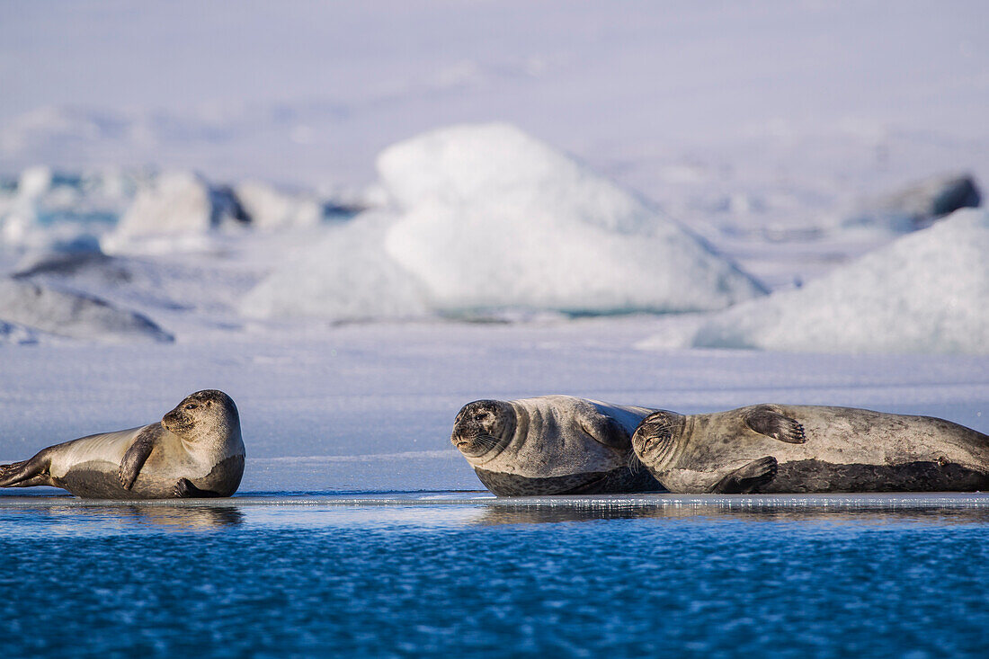 Seehunde auf Eisfluss in der Jökulsárlón-Lagune in Island
