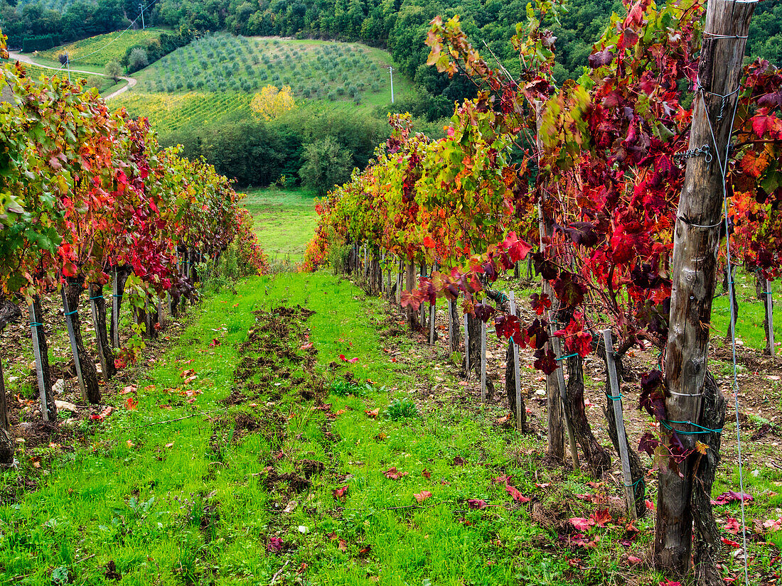 Italy, Tuscany, Chianti, Autumn Vineyard Rows with Bright Color