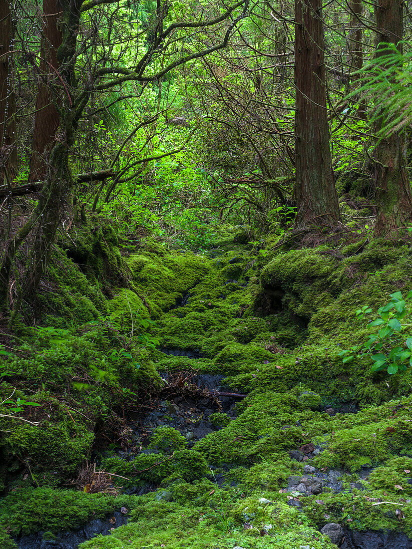 Wald bei Cabeco Grodo. Faial Island, eine Insel der Azoren im Atlantischen Ozean. Die Azoren sind eine autonome Region Portugals.