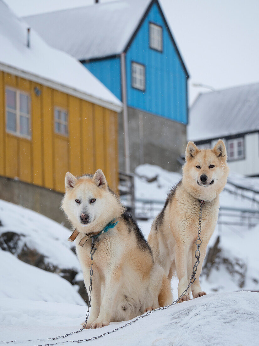 Schlittenhund im Winter in Uummannaq in Grönland. Hundegespanne sind immer noch Zugtiere für die Fischer des Dorfes. Grönland, Dänemark.