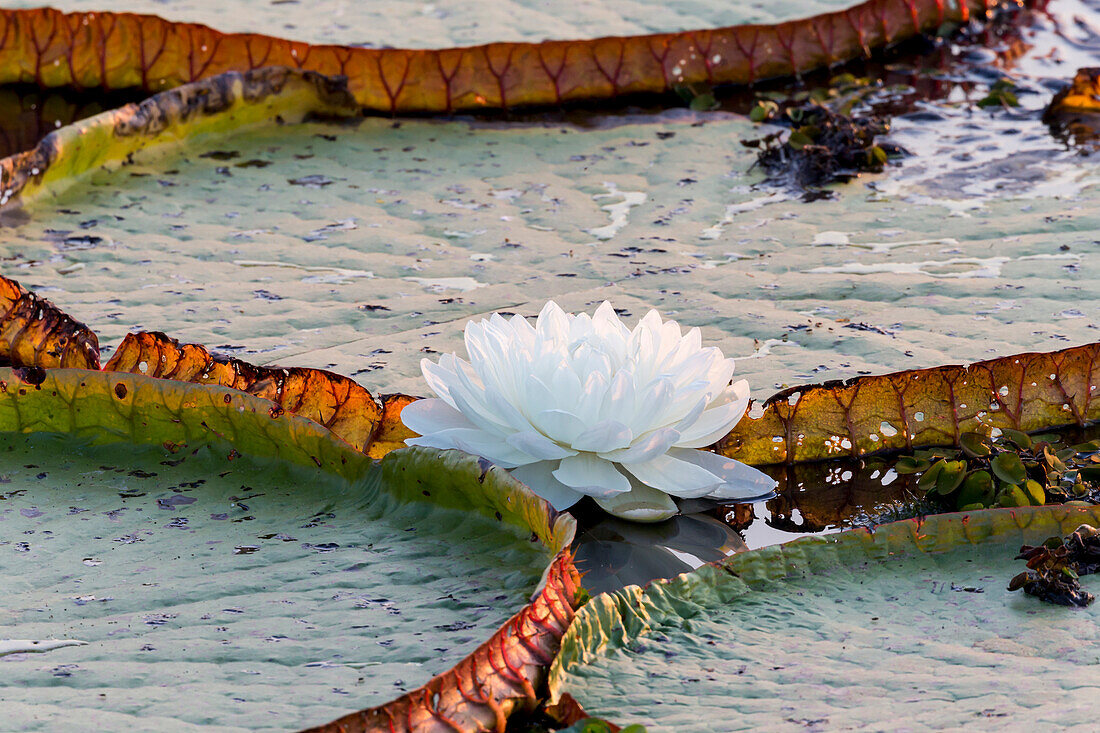 Brazil, Mato Grosso, The Pantanal, Porto Jofre, giant water lilies, (Victoria amazonica). Giant water lilies with a blossom.